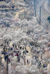 [뭐하꼬] ‘봄의 전령사’ 양산 원동 매화 즐기기