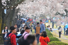 벚꽃으로 수놓은 공군부대 걸어볼까