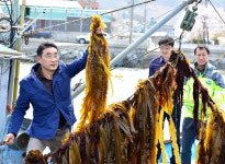 남해군 ‘다시마 양식’ 성공