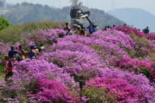 ‘울긋불긋’ 한우산 철쭉