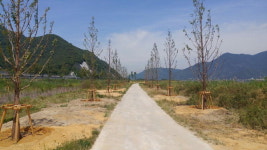 김해 상동 메타세쿼이아길 조성