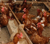 AI 농가서 닭 사놓고 ‘모르쇠’ 농장주 적발