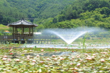 고성 상리 연꽃공원에 분수 생겼다