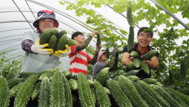 “웰빙식품 ‘여주’ 드세요”