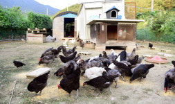 자연방목 ‘동물복지농장’ 보편화될까