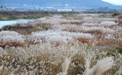 가을에 가 볼 만한 창녕지역 명소 화왕산, 부곡온천