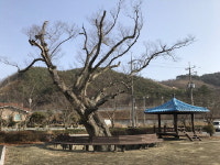 사천 곤명면 신기마을 ‘450년된 느티나무’ 보호수 지정