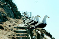 통영 바다 바라보는 괭이갈매기