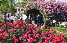 창원 성산구 장미공원 오는 8일 개장