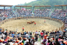 진주 토요상설 소싸움경기장 내일 개장