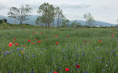 낙동강변 ‘봄꽃 가득’ 꽃길 걸어요