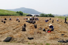 경남문화예술진흥원, 합천군 덕곡면서 마늘 수확