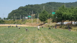 합천 원경고 전교생 100여명, 적중면서 양파 수확