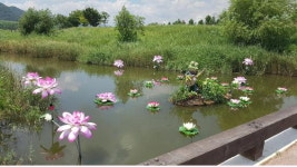 울산 태화강 실개천에 수생정원 ‘볼거리’