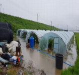 경남도내 집중호우 이틀째… 농작물 곳곳 침수