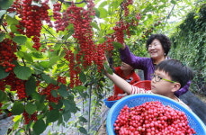 함양으로 가자! 입안에서 톡톡 터지는 오미자 맛보러