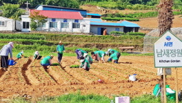 남해군 서면 새마을지도자협, 김장배추 심어
