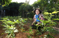 [사람속으로] 남해 황칠나무 연구가 이나미 씨