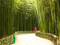 울산시, 태화강 십리대숲 유지관리사업 시행