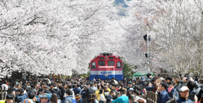 진해의 봄은 ‘눈부신 핑크빛’
