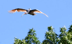 한반도에서 멸종된 따오기, 40년 만에 우포 하늘 다시 날아