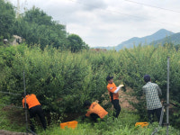 하동소방서 매실 농가 일손돕기 활동