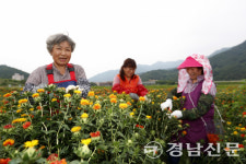 약초 고장 산청 홍화꽃 수확 한창