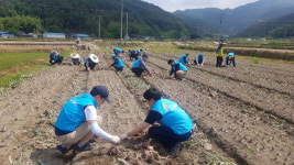한국농어촌공사 합천지사,  농촌일손돕기