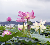 경상남도농업기술원, 100여종 연꽃 만개