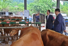 함양군, 지리산 함양한우 우량화