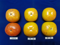 경남농업기술원, 농산물 신선도유지기술 개발 특허등록