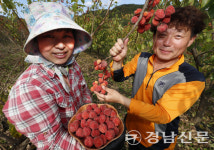 산청군 혈압·혈당에 효과 좋은 꾸지뽕 수확 한창
