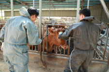 의령군 구제역 일제 예방접종 실시