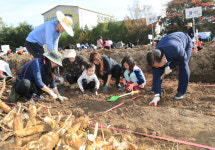 밀양연꽃단지’ 연근캐기 체험으로 추억을 캐다