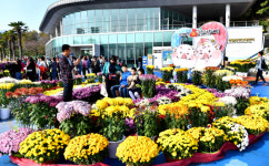 [포토뉴스] 돝섬에도 국화축제