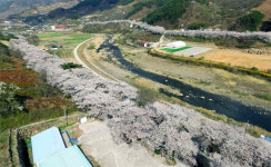 하동 십리벚꽃길·취간림 ‘국가산림문화자산’ 지정