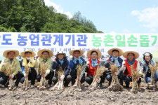 경남도·도 단위 농업기관, 의령서 마늘농가 일손 돕기