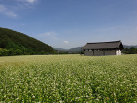 “함양에 메밀꽃 보러 오세요”