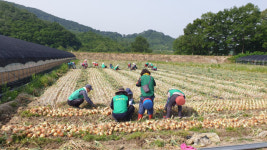 산청군새마을회, 단성면 양파농가 일손돕기