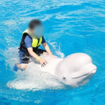 거제씨월드 “돌고래 타기 체험 계속하겠다”