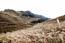 창녕 화왕산 ‘억새물결’ 이달 말 가장 예뻐요