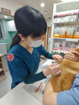 [환절기에 유행하는 반려견 독감] ‘영양·수분·산책’으로 떨어지는 면역력 지켜줘요