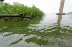 낙동강 하류 칠서 지점 조류경보 42일 만에 해제