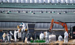 하동 육용오리농장서 AI 의사환축 발생, 고병원성 검사 중