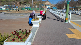 거창 남상면 거리 ‘봄향기’ 가득