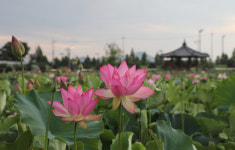 예쁜 연꽃 앵글에 담고 상금도 타고