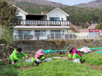 경남에도 사람이 산다 (14)시즌Ⅱ 움직임 ⑨ 거제도해초쑥영농조합