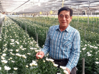 국화 발전 꽃피운 변태안씨 ‘최고 농업기술 명인’