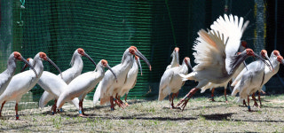 인간과 환경 시즌3 (7) 우리 곁으로 돌아온 따오기