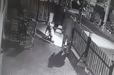“길냥이 물어 죽인 개… 주인은 보고만 있었다”
